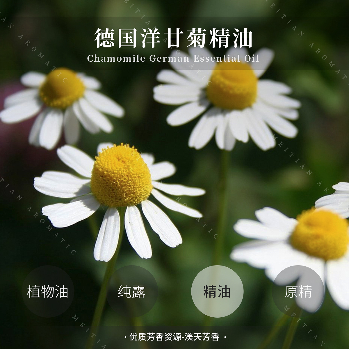 德国洋甘菊精油