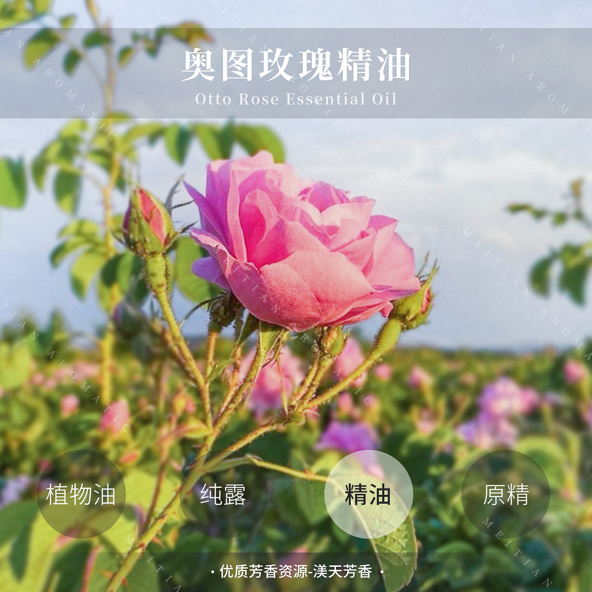 保加利亚玫瑰精油